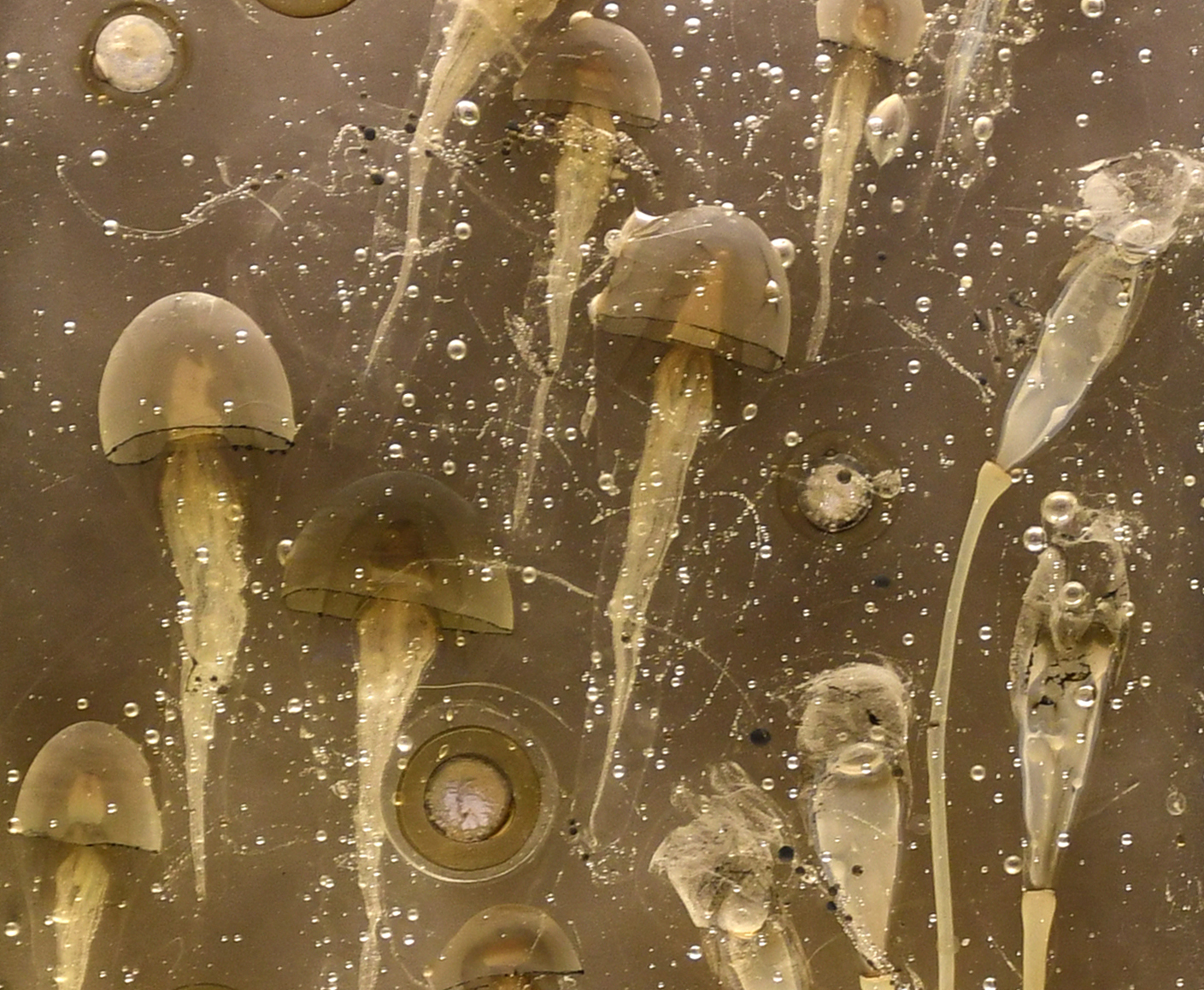 Fish web crop.jpg (2) 